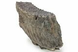 Fossil Mammoth Molar - South Carolina #226639-2